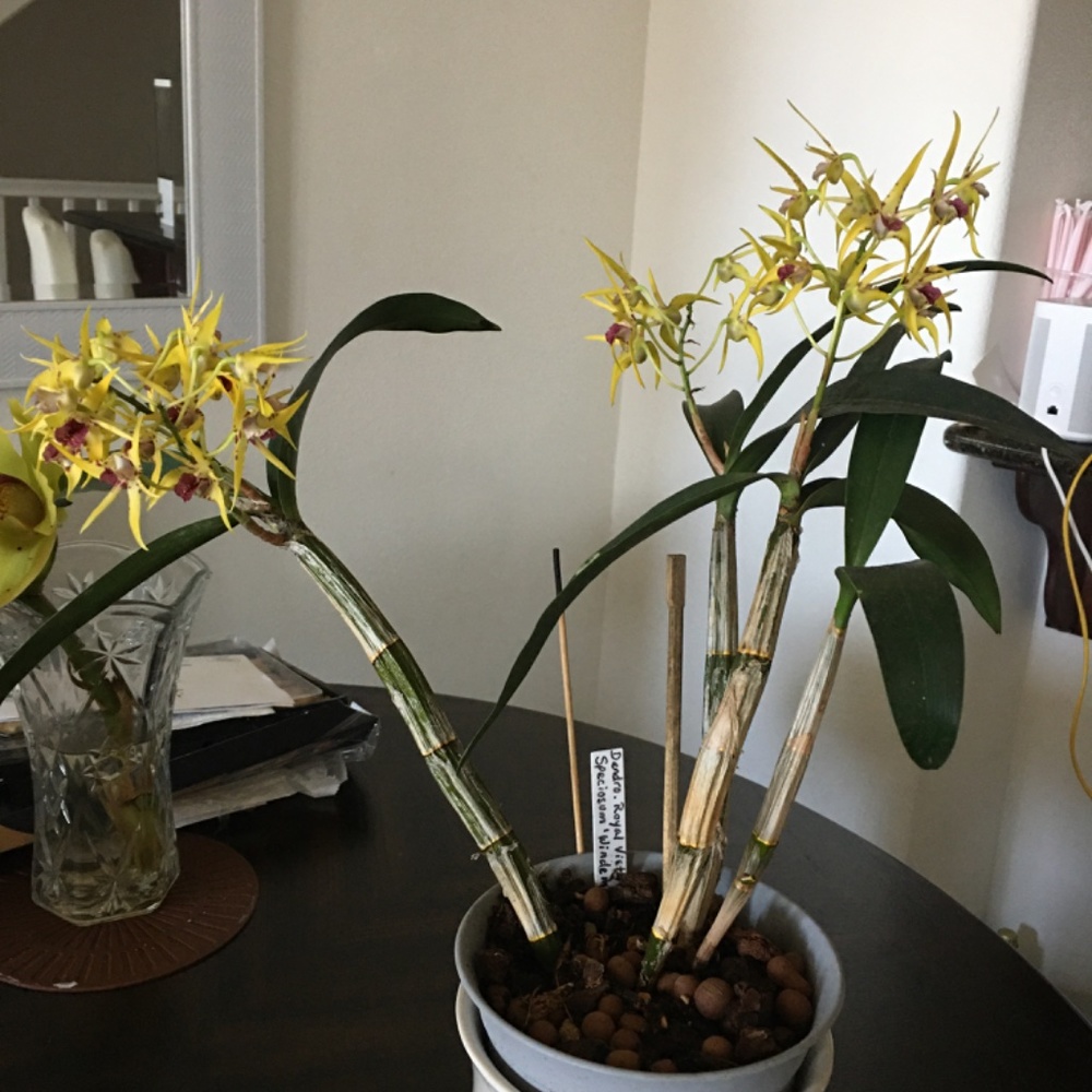 🌼 Rare Australian Dendrobium Orchid ( Only 1 offered this year)_ Collection #3. - Picture 7 of 13